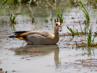 Egyptian Goose swimming on the pond