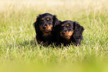 dachshunds puppies