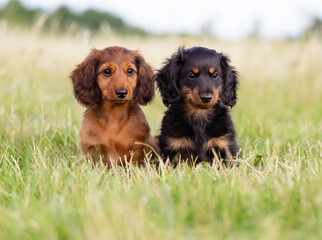 two puppies on the grass