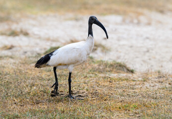 African Sacred Ibis closeup portrait on dry grass in savannah of Tanzania