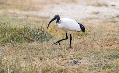 African Sacred Ibis closeup portrait on dry grass in savannah of Tanzania