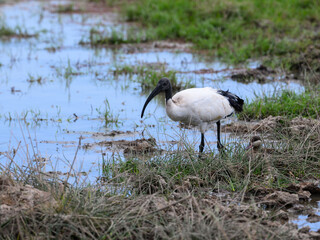 Fototapeta premium African Sacred Ibis foraging on the pond in Tanzania