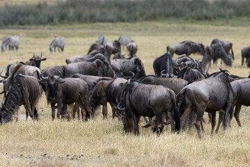 Wildebeests grazing in Ngorongoro Conservation Area, Tanzania