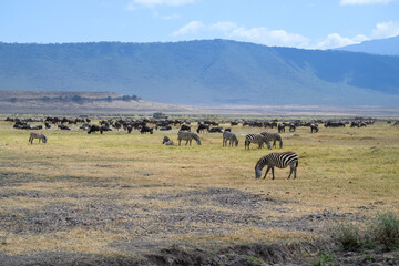 Wildebeests and zebras grazing in Ngorongoro Conservation Area, Tanzania