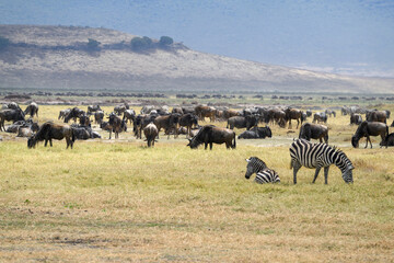 Wildebeests and zebras grazing in Ngorongoro Conservation Area, Tanzania