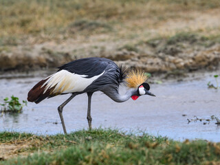 Gray Crowned-Crane closeup portrait in Ngorongoro crater