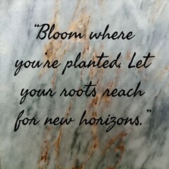 The inscription on the old wall. Quote bloom where you're planted. Let your roots reach for new horizons. Inspiring quote about personal growth and thriving even in unfamiliar territory.