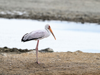 Yellow-billed Stork standing against a pond