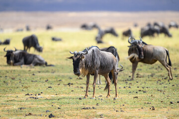 Obraz na płótnie Canvas Wildebeest ,Connochaetes,africa, animal, buck, Wildebeests grazing in Ngorongoro Conservation Area, Tanzania