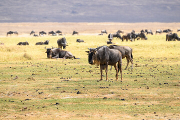 Wildebeest ,Connochaetes,africa, animal, buck, Wildebeests grazing in Ngorongoro Conservation Area, Tanzania