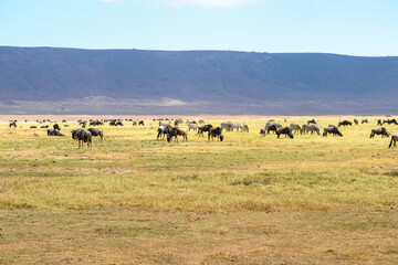 Fototapeta na wymiar Wildebeests and zebras grazing in Ngorongoro Conservation Area, Tanzania