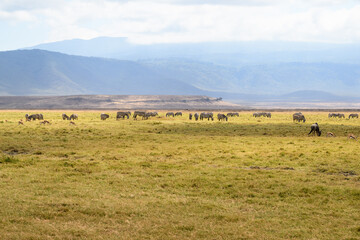 Wildebeests and zebras grazing in Ngorongoro Conservation Area, Tanzania