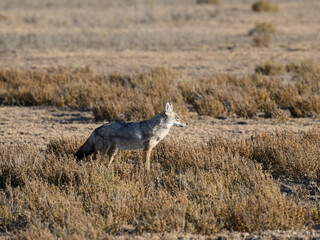 Golden Jackal standing on dry grass in savannah of Tanzania