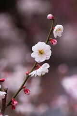 控えめな梅花