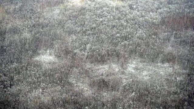 It is snowing. Winter snowy weather. Heavy snowfall over the forest top view. Snow.