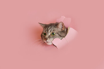 Happy cat looks in a hole on a pink paper background. A torn studio background and a cat with green eyes peeking through it, copy space