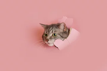 Foto op Plexiglas Happy cat looks in a hole on a pink paper background. A torn studio background and a cat with green eyes peeking through it, copy space © Андрей Журавлев