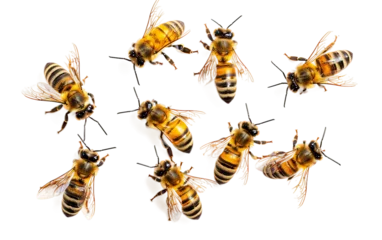 Foto op Plexiglas Bees on Transparent Background © Rehan