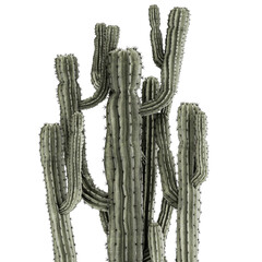 Indoor cactus pot desert plants Carnegiea Saguaro  isolated on white background 