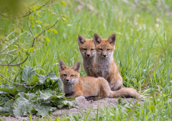 Red fox kits (Vulpes vulpes) sitting by its den deep in the forest in early spring in Canada