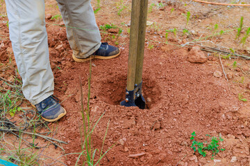 In process of digging fence post, man uses hand post hole digger