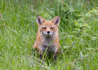 Naklejka na ściany i meble A young red fox walking through the grassy meadow in spring.