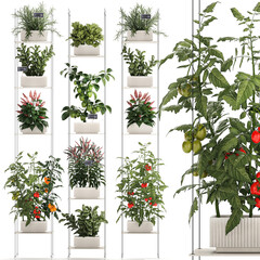  Mini kitchen garden Rosemary Basil vegetables pepper tomato  isolated on white background 