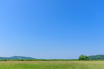 北海道豊頃町  ハルニレの木
