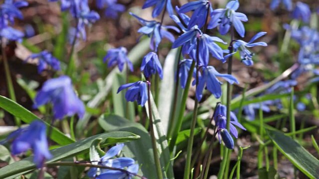 video with small squills blue flowers close-up