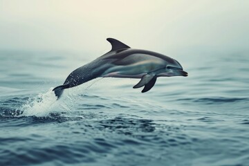 Fototapeta premium a dolphin leap from water sea surface to breath by air or 