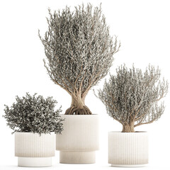 Set of small beautiful olive trees in white pots isolated on white background