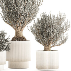  Set of small beautiful olive trees in white pots isolated on white background