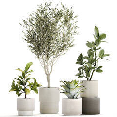 Set of beautiful small potted plants Olive Croton Ficus tree isolated on white background 