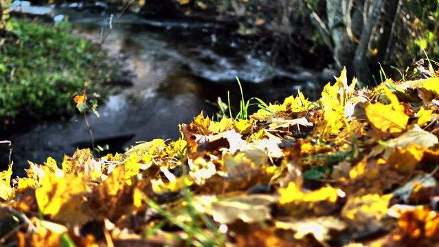 Colorful autumn leaves have fallen on the river bank. Leaves float in water. Soft selective focus. Artificially created grain for the picture