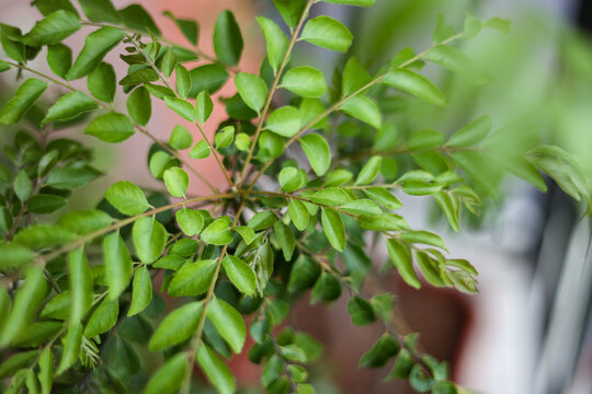 Indian curry leaf plant also known as daun salam koja in Indonesia grown in the herb garden Kerala India. balcony or terrace organic garden pretty green nature background.