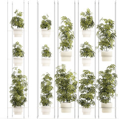 3d illustration Garden shelf Of Bushes Hemp Marijuana Cannabis isolated on white background 