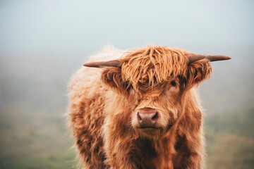 highland cow in a field with misty background - obrazy, fototapety, plakaty