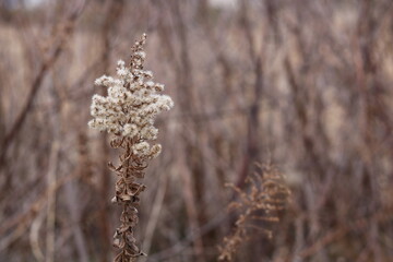 Fluff of Canada goldenrod 