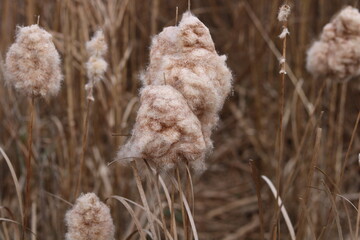 Seed of Common Bulrush