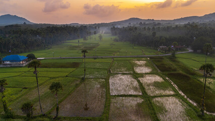 A beautiful rice field in the morning