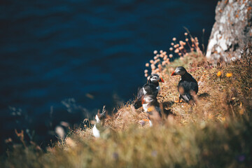 puffins on the cliffs by atlantic ocean at faroe islands