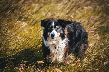 border collie dog in the grass