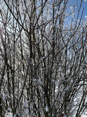 trees in winter