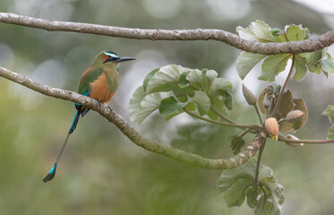The Turquoise-browed motmot (Eumomota superciliosa) photographed in the rainforest of Costa Rica. Wildlife.