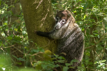 The White-nosed Coati (Nasua narica) in the rainforest of Monteverde. Costa Rica. Wildlife.