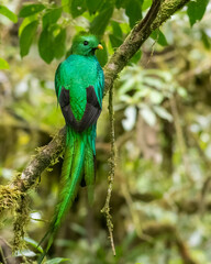 The Resplendent quetzal (Pharomachrus mocinno) in Monteverde Cloud Forest. Cost Rica. Wildlife.