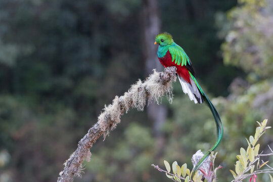 The Resplendent quetzal (Pharomachrus mocinno) in Los Quetzales National Park. Costa Rica. Wildlife.