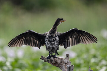 black cormorant resting in natural conditions after a successful hunt