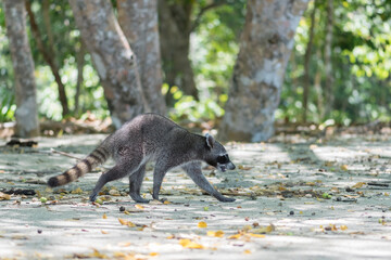 A Raccoon (Procyon lotor) on the beach of Manuel Antonio National Park. Costa Rica. Wildlife.