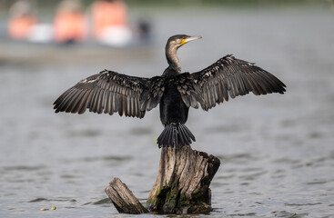black cormorant resting in natural conditions after a successful hunt